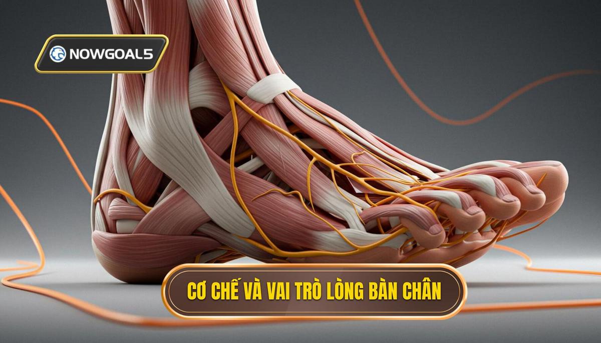 Phân Tích Cơ Chế Và Tầm Quan Trọng Của Lòng Bàn Chân